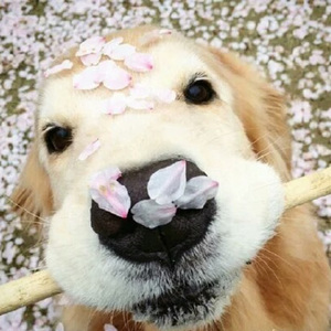 明日花绮罗被c到翻白眼
