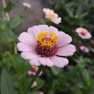 明日花绮罗被c到翻白眼
